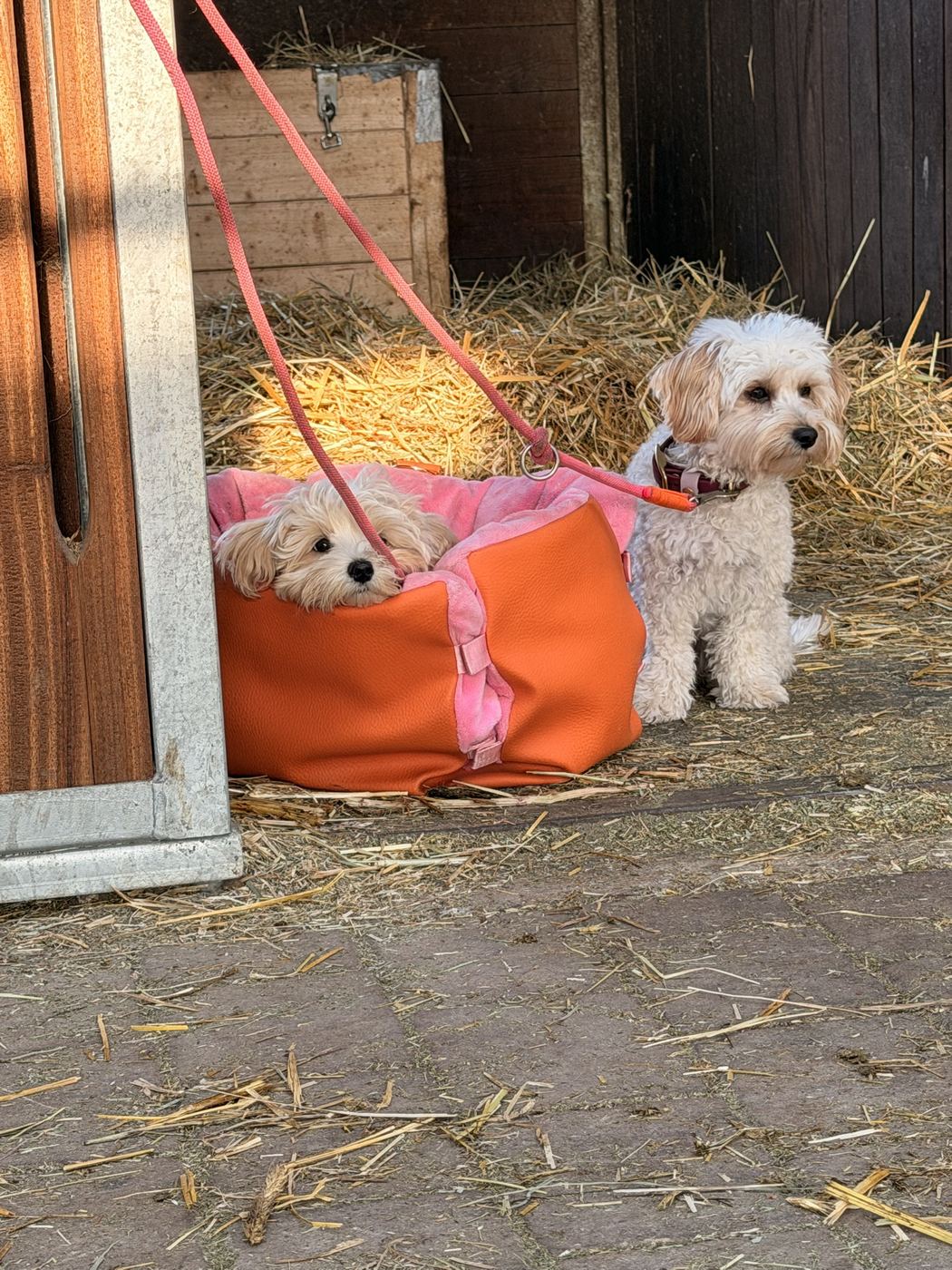 Heidi und Majo im Stall, Majo schaut aus einer orangen Tasche